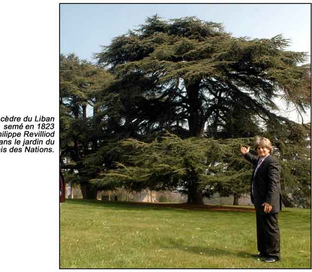 Le cèdre du liban semé en 1823 par philippe revilliod dans le jardin du palais des nation geneve